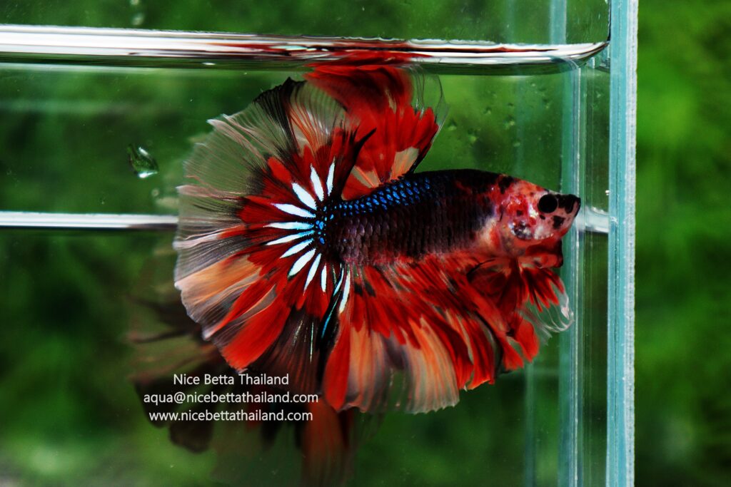 Thailand betta fish