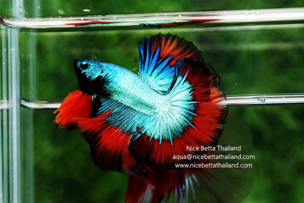 Thailand betta fish