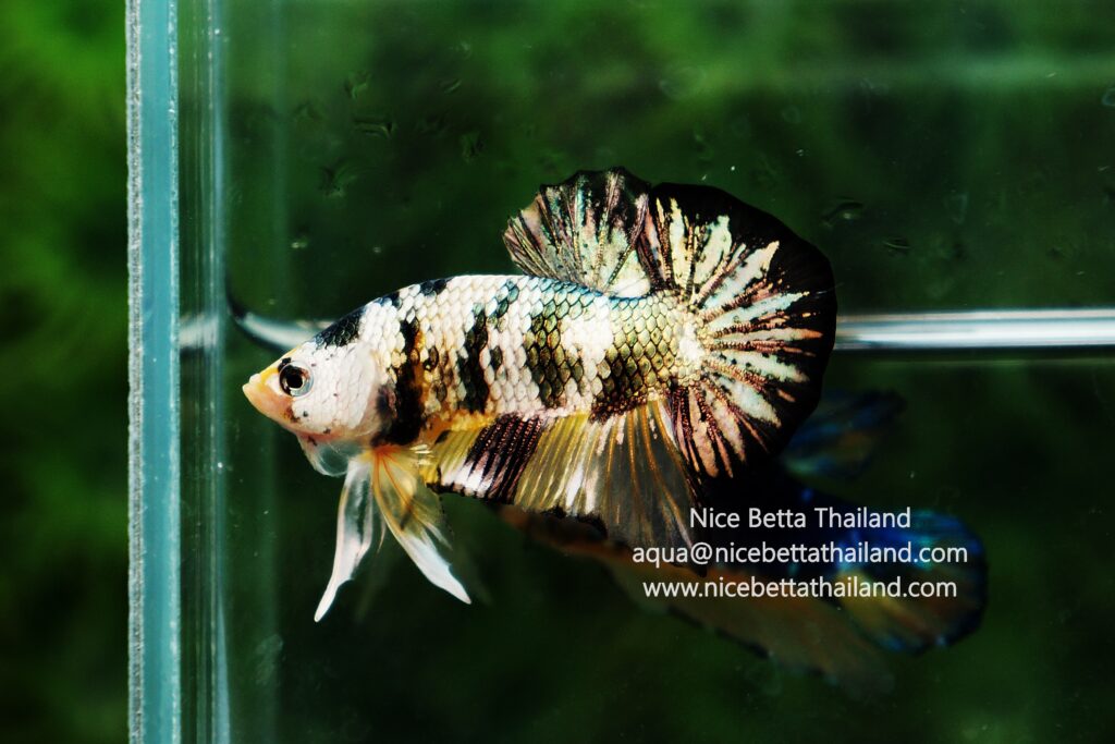 Thailand betta fish