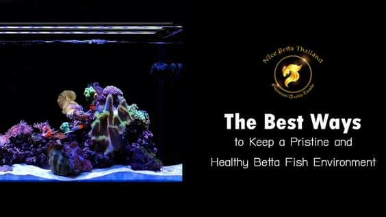 The Best Ways to Keep a Pristine and Healthy Betta Fish Environment