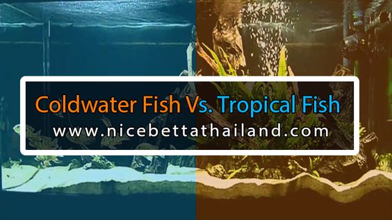 The Difference Between Cold water Fish and Tropical Fish