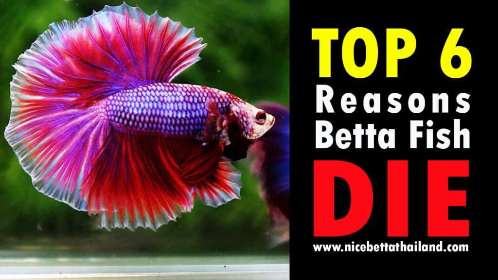 Top 6 Reasons Betta Fish Die