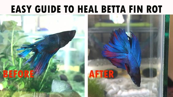 Treating fin rot