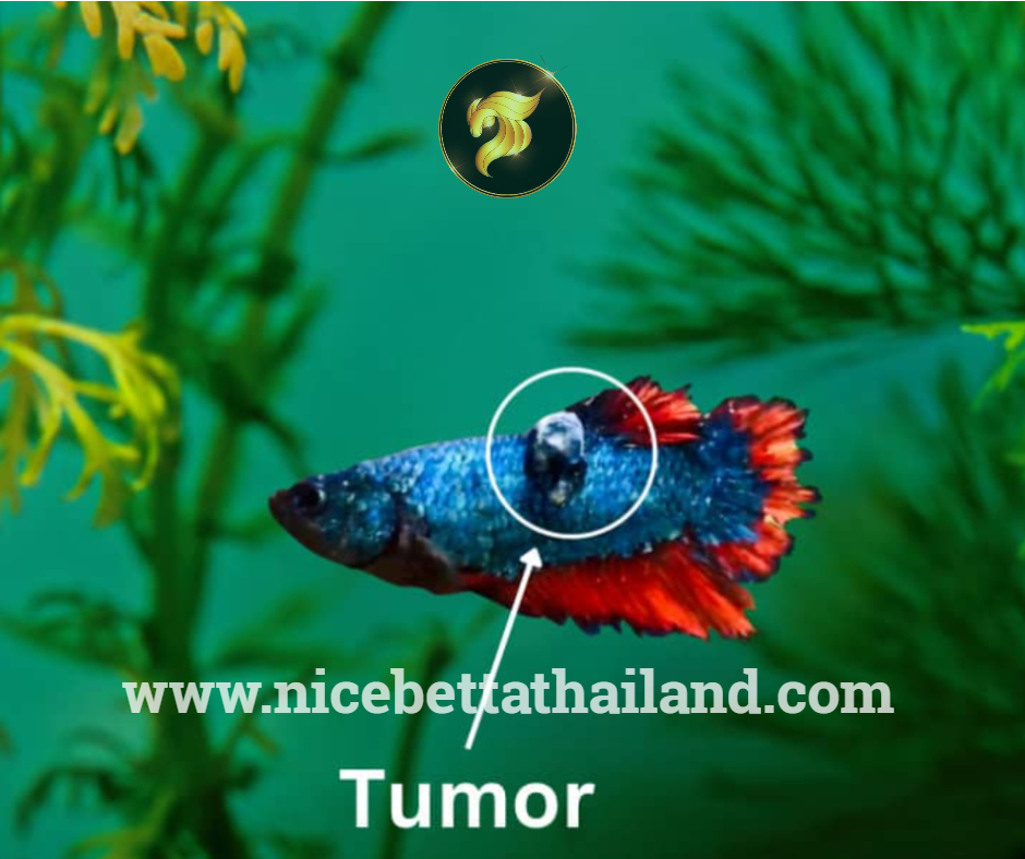 Tumor betta fish