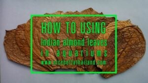 Indian almond leaves