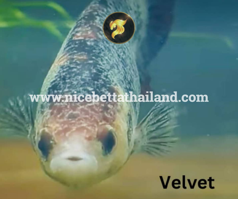 Velvet betta fish