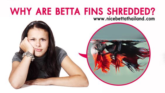 WHY ARE BETTA FINS SHREDDED