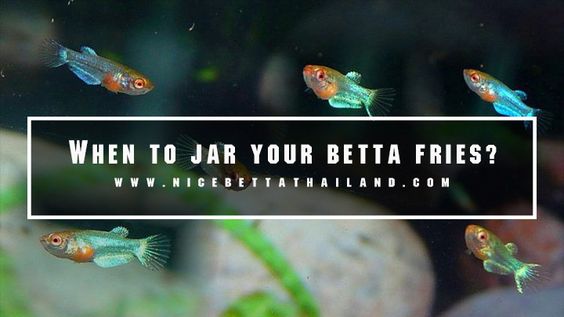 When to jar your betta fries