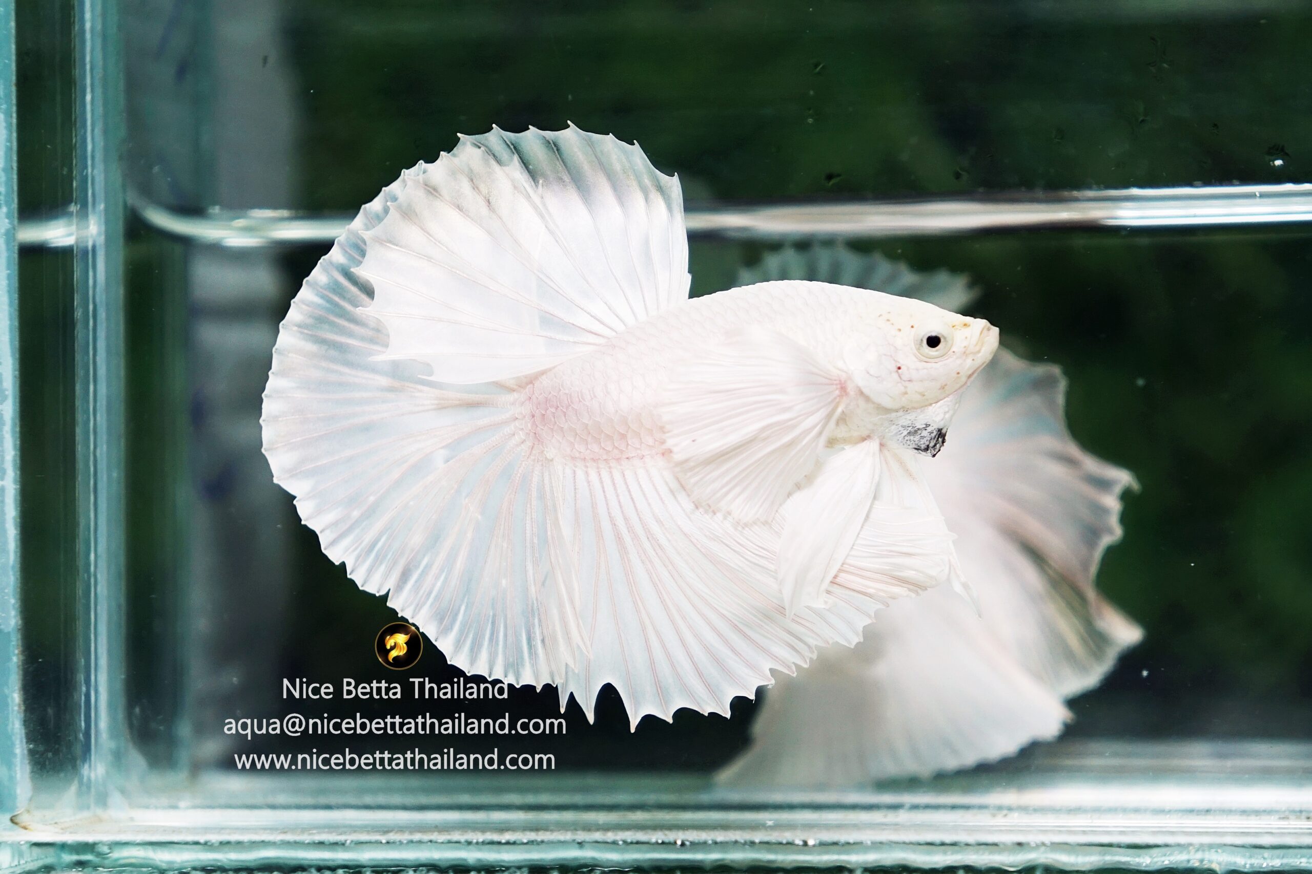 White dumbo betta fish