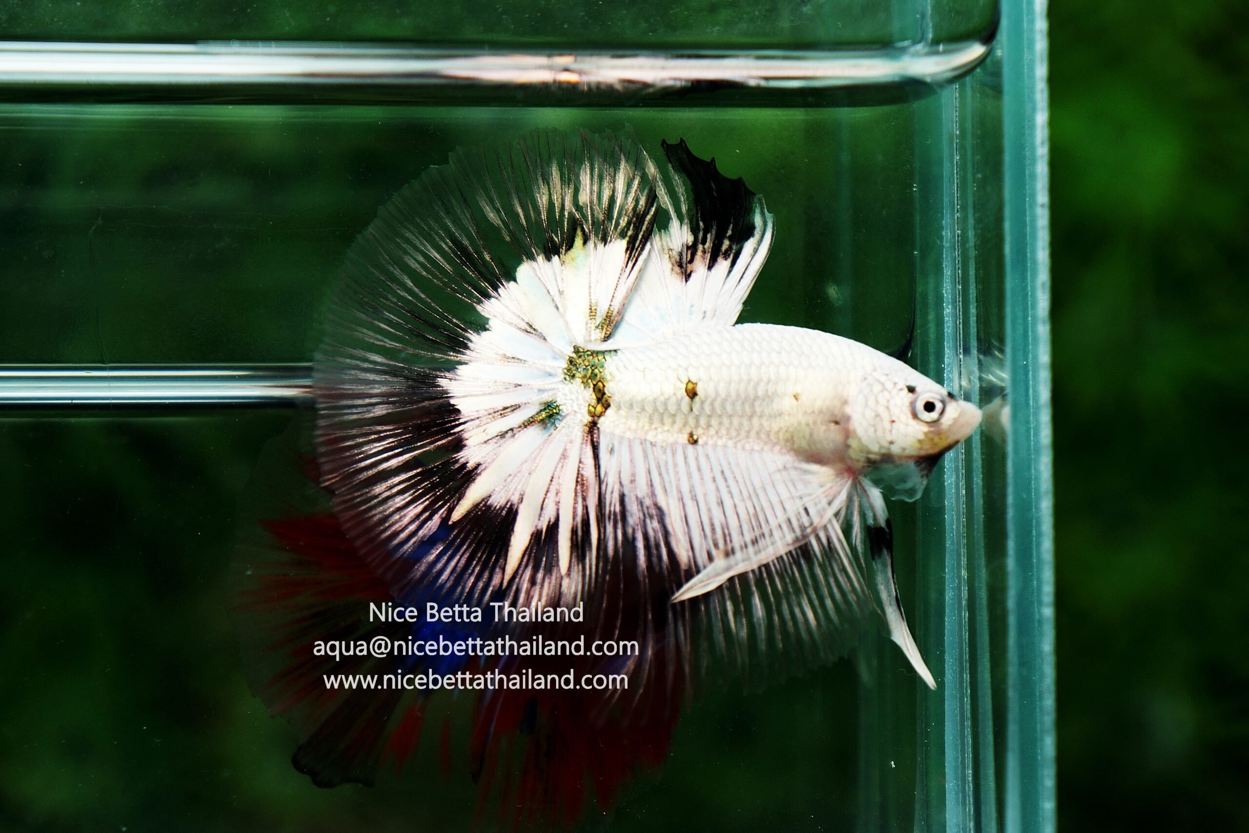 White Copper betta fish