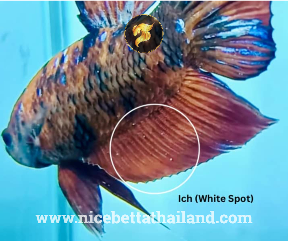 White spot betta fish