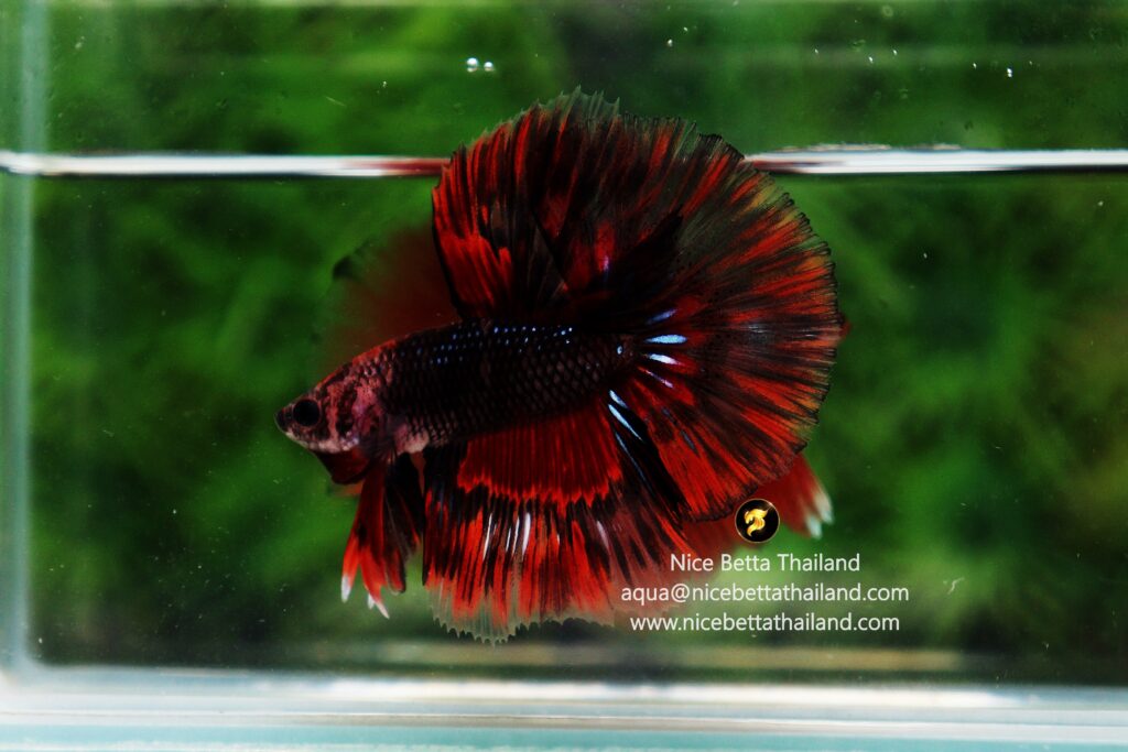 Wholesale betta fish