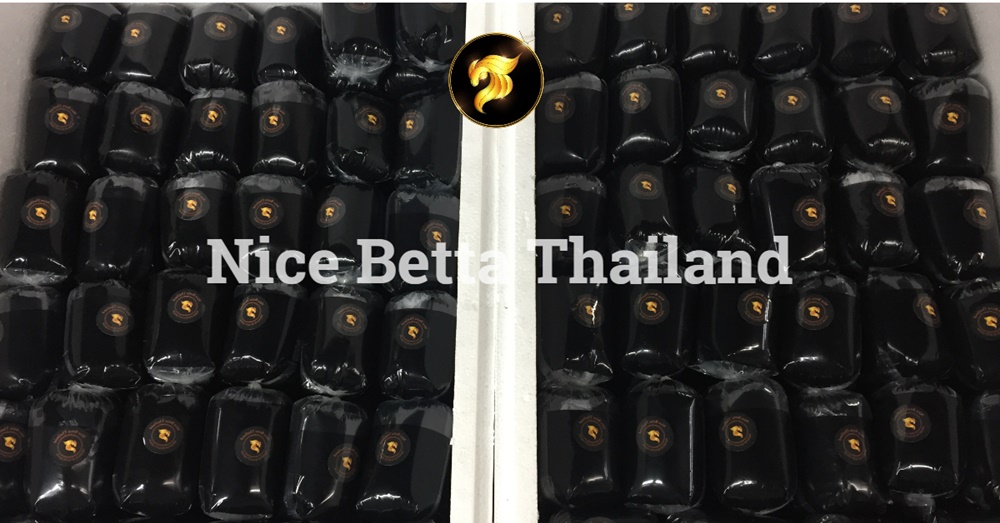 Wholesale betta fish from Nice Betta Thailand