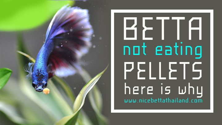 betta fish not eating pellets