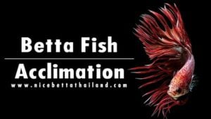 Your new betta fish acclimation