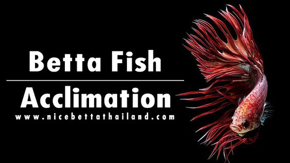 Your new betta fish acclimation