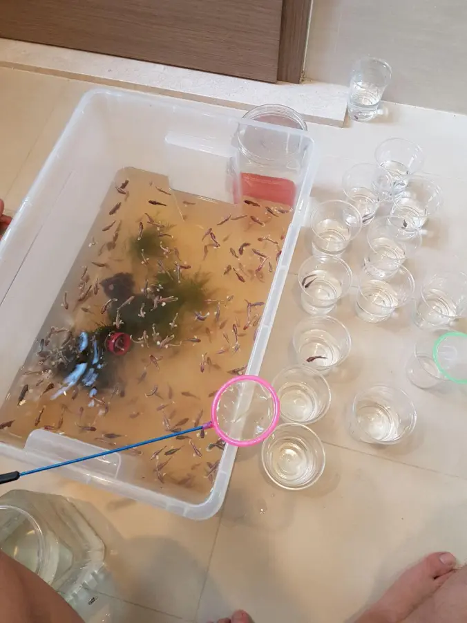 betta fish jarring
