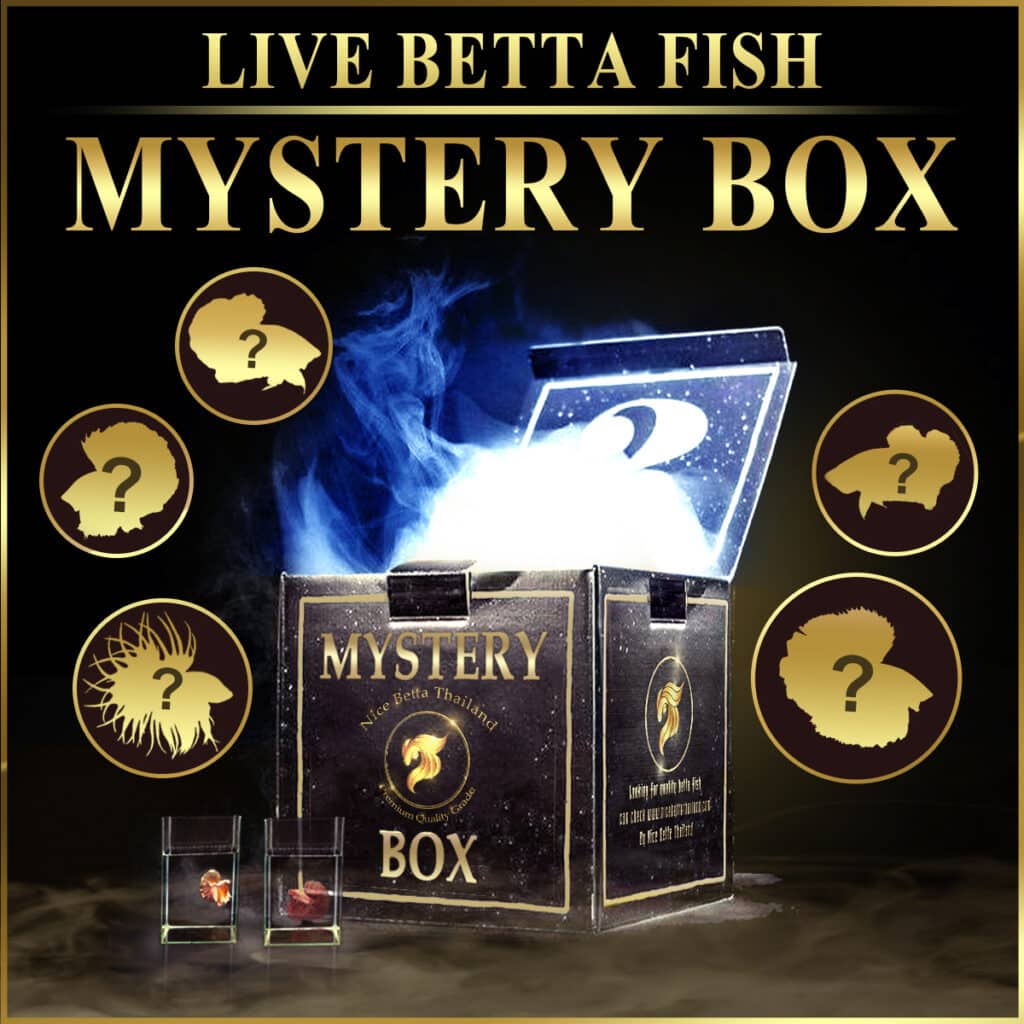 betta fish necessities mystery box Live Betta fish Mystery box (Hight quality betta fish)
