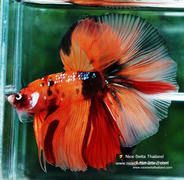 Betta fish OHM The Tiger Nemo - Image 3