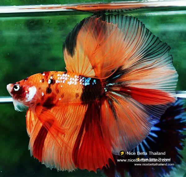 Betta fish OHM The Tiger Nemo - Image 5