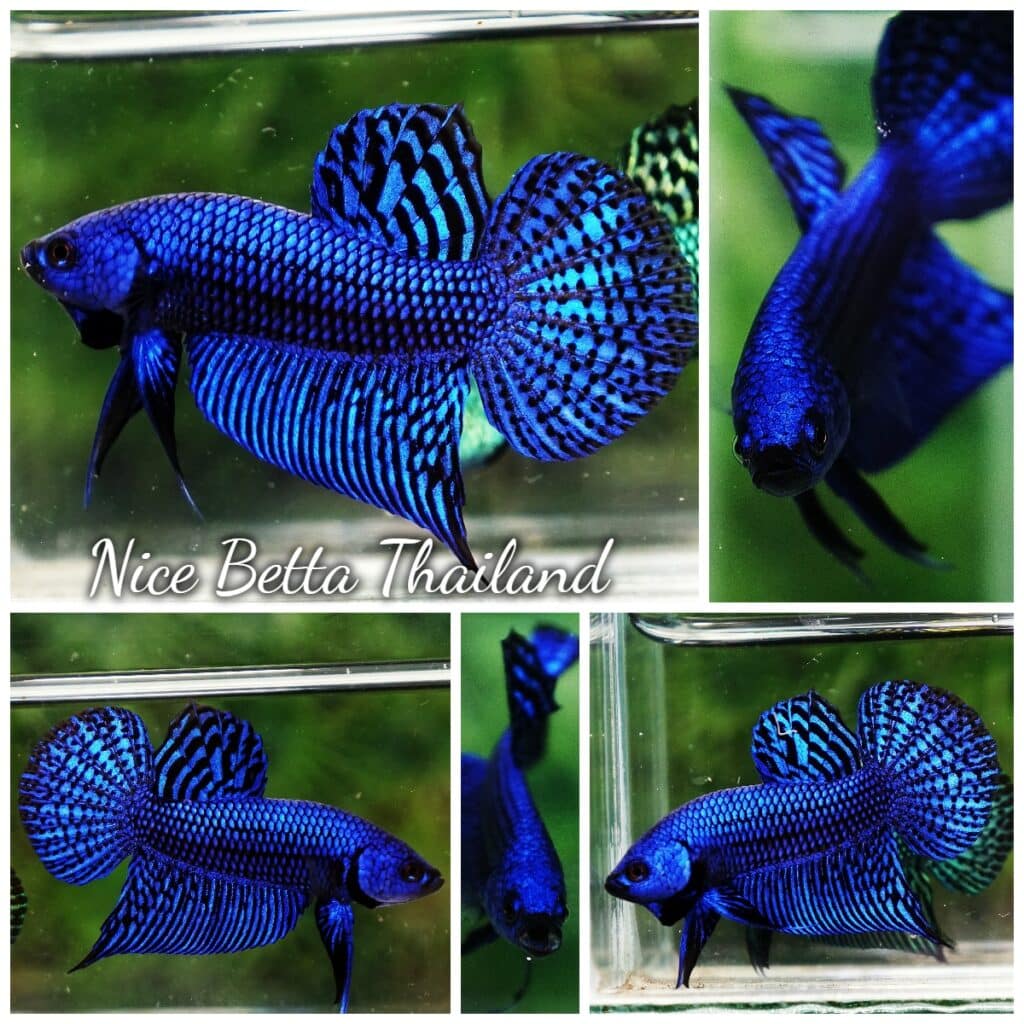 『AMAZING THAI BETTA』 Betta fish Fancy Thai-Malangtub Butterfly Sky Hawk OHM