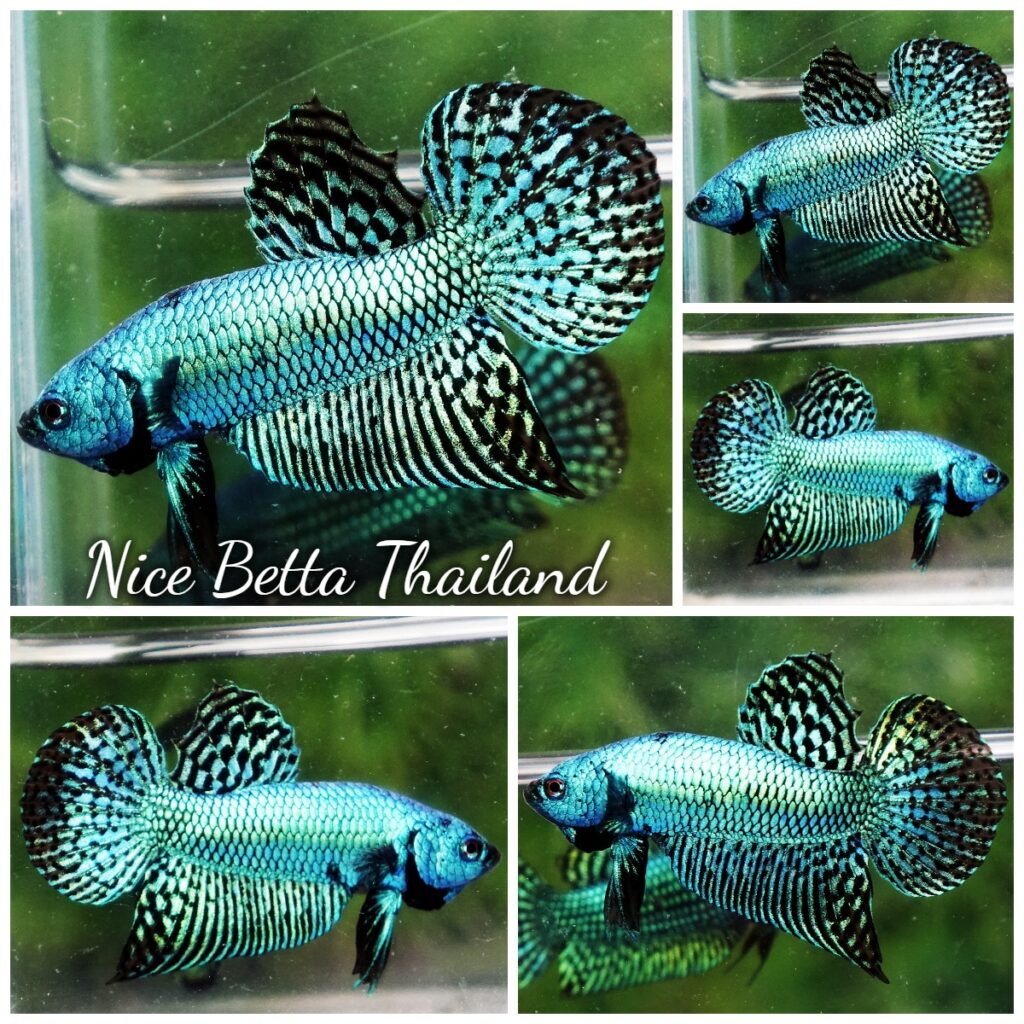 『AMAZING THAI BETTA』 AMAZING THAI BETTA』 Untitleddesign_7ed77d9b-c4aa-