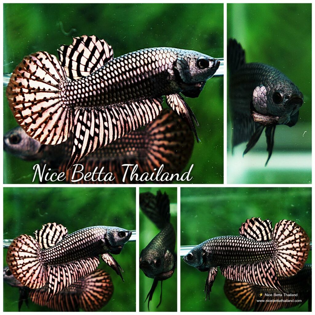 Betta fish Wild Hybrid Siam Copper Gold Alien Hybrid Series