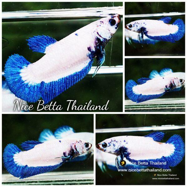 Betta fish Female HMPK Blue Rim