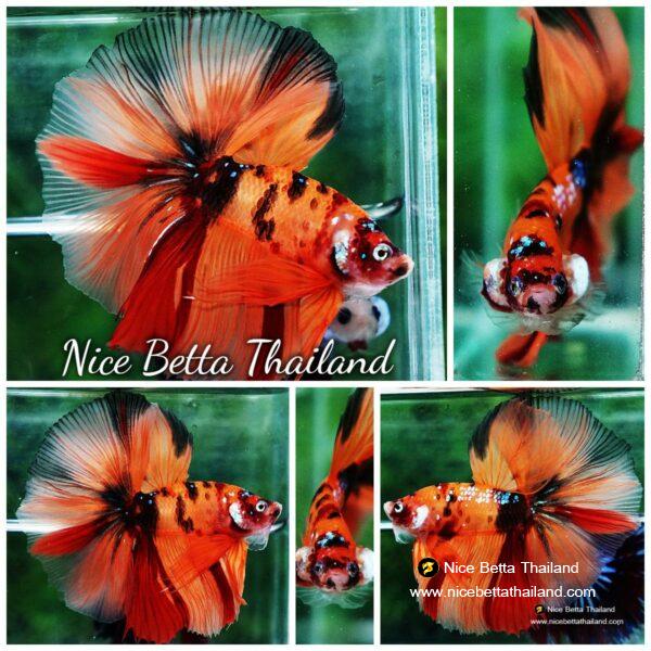 Betta fish OHM The Tiger Nemo