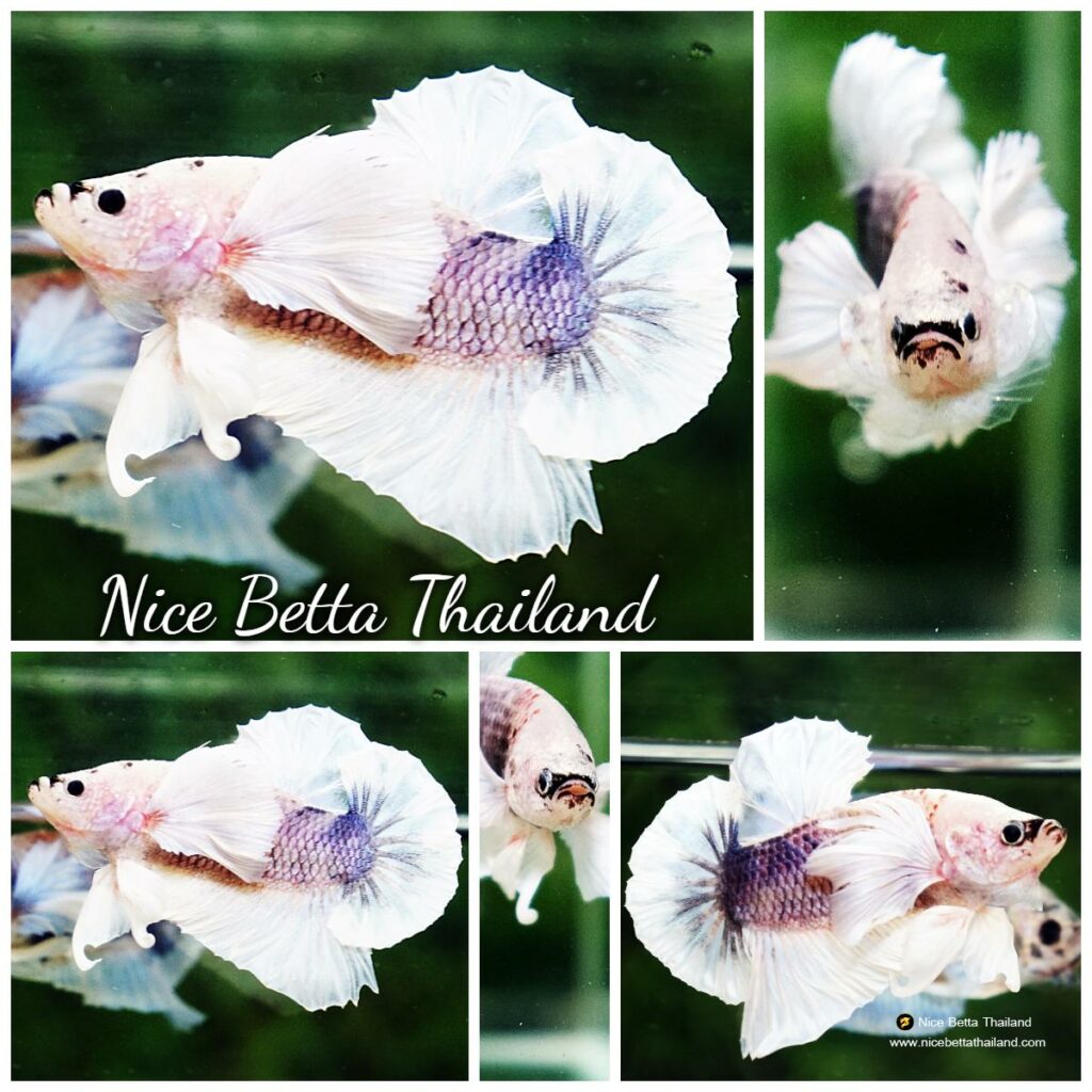 Betta fish HMPK Grizzle Grey Dumbo - nicebettathailand.com