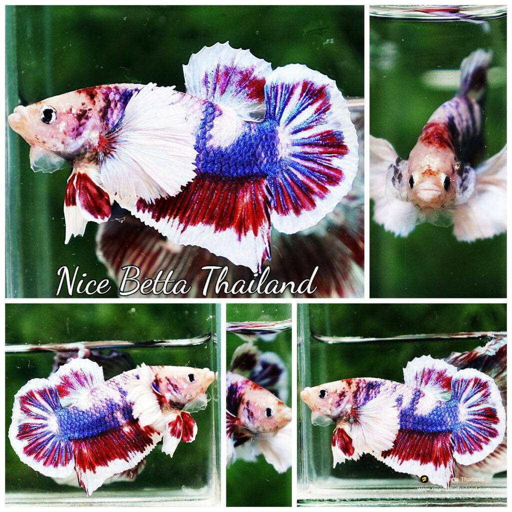 『AMAZING THAI BETTA』 Wild betta fish Hybrid Blue Alien - nicebettathailand.com