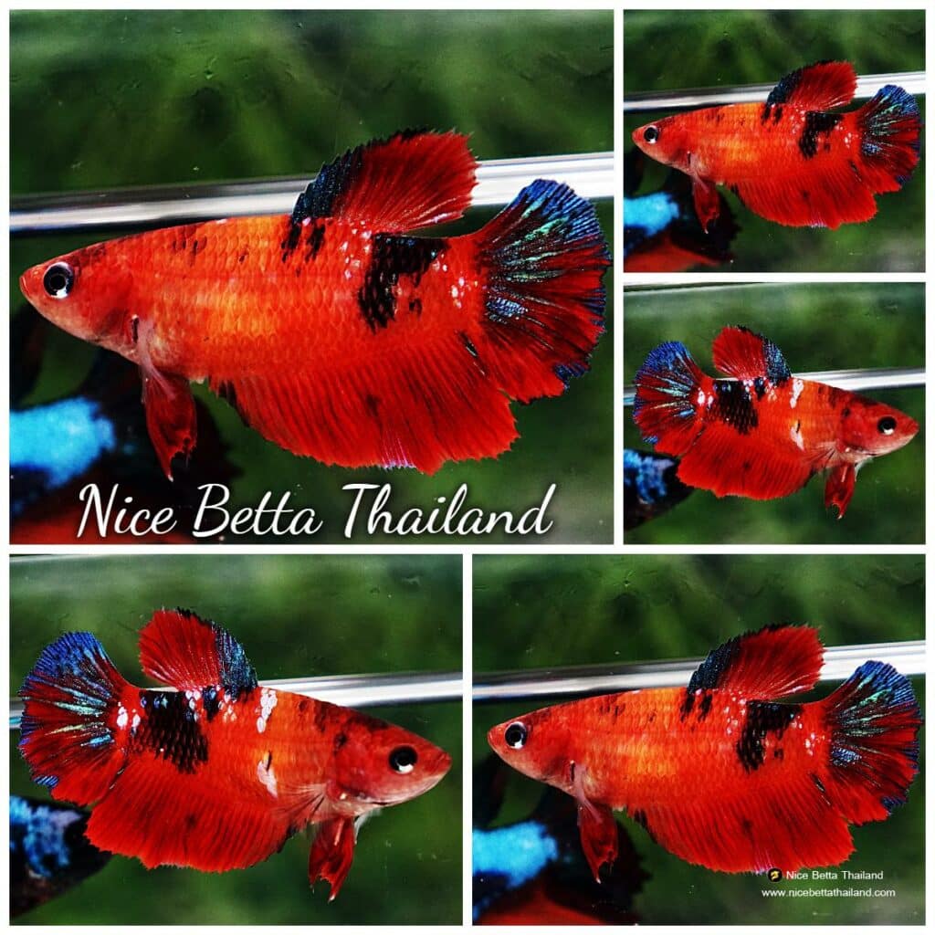 Betta fish Female HM Devil Black Copper