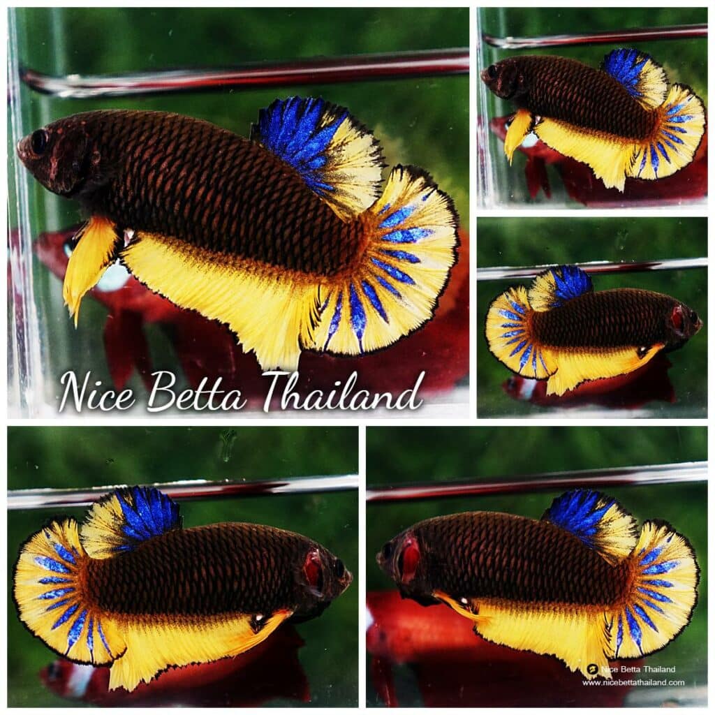 Betta fish Female HMPK Chocolate Mustard - nicebettathailand.com