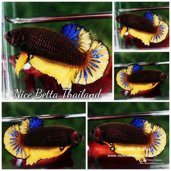 Betta fish Female HMPK Chocolate Mustard
