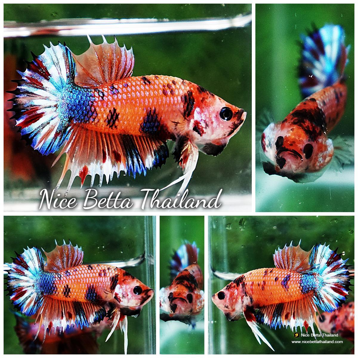 Betta fish CTPK Multicolor Candy Nemo - nicebettathailand.com