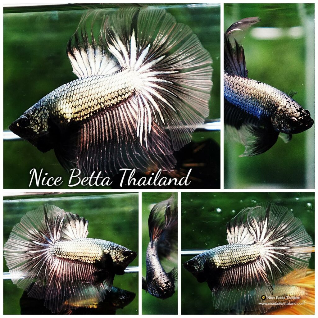 Betta fish OHM Copper Dragon Cello