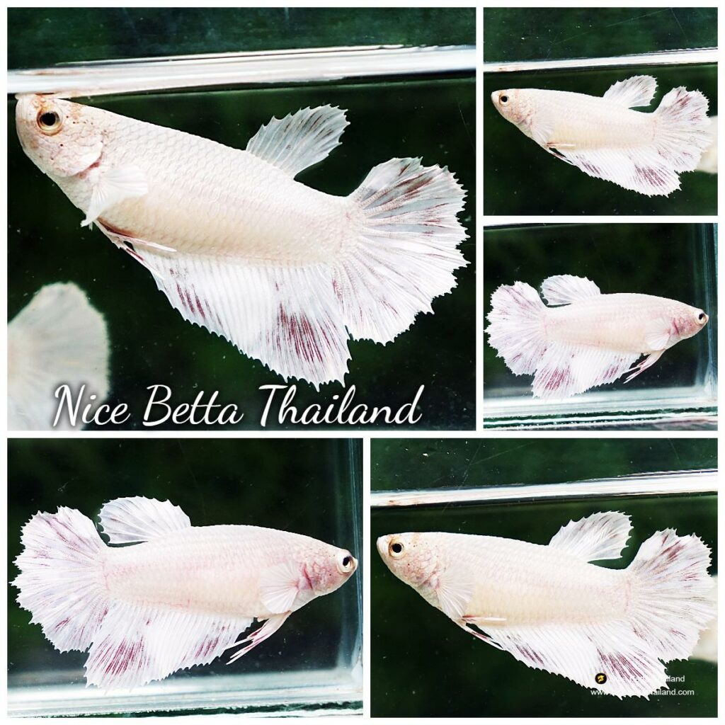 Betta fish Female HM Platinum Devil - nicebettathailand.com