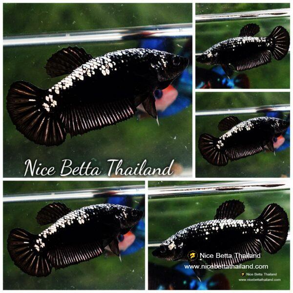 Betta fish Female HMPK Black Samurai