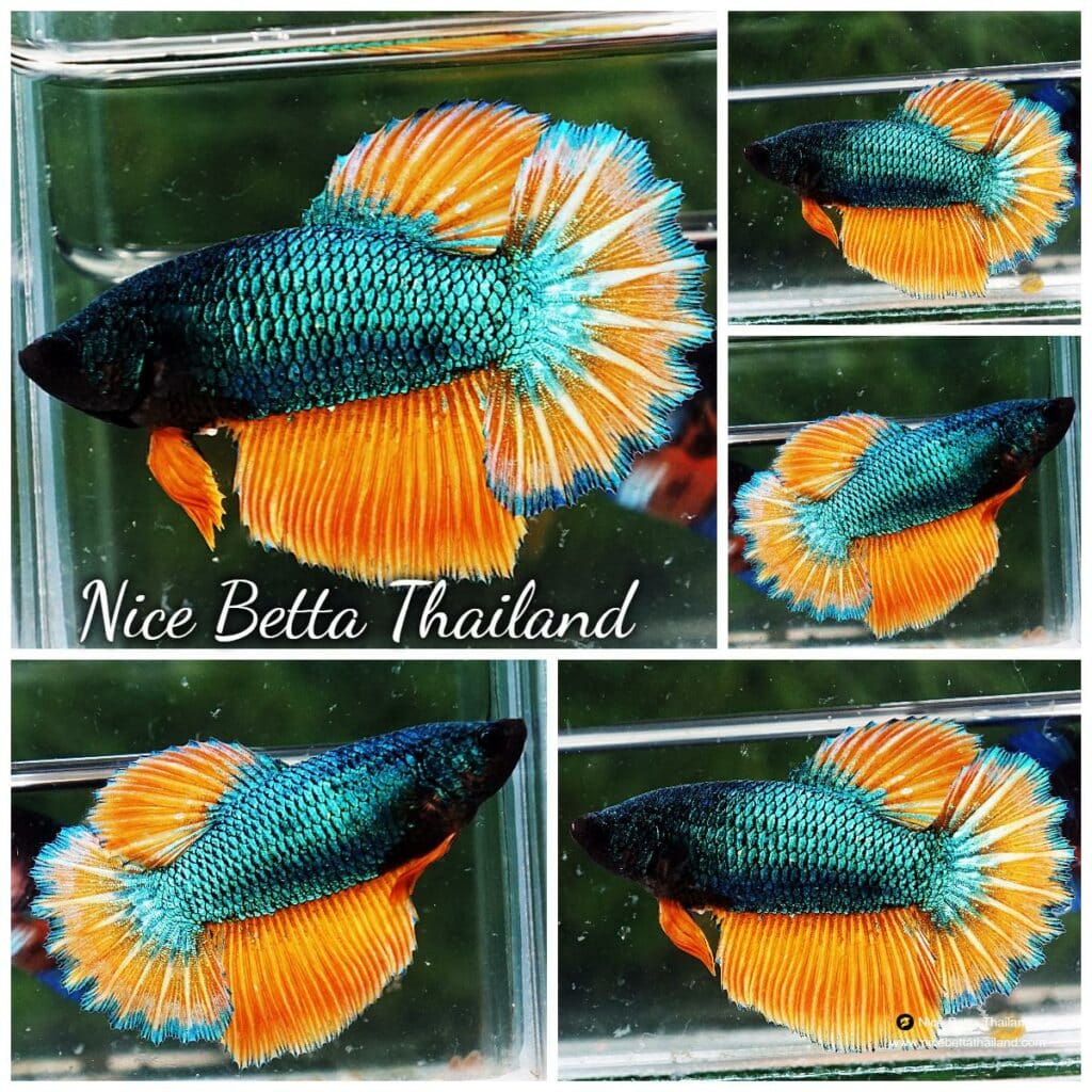 Betta fish Female HM Mustard Gas Rosetail - nicebettathailand.com