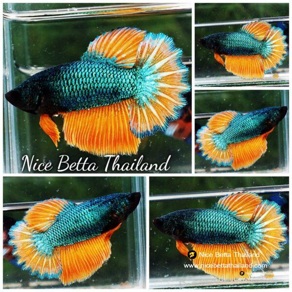 Betta fish Female HM Mustard Gas Rosetail