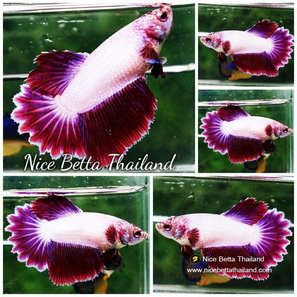 Betta fish Female HM Pink Snow Rosetail