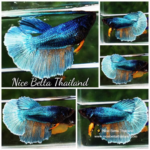 Betta fish Female HM Yellow Turquoise