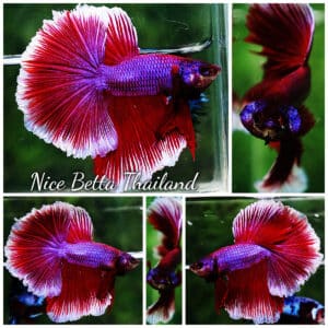 Betta fish OHM Purple Pink Lavender