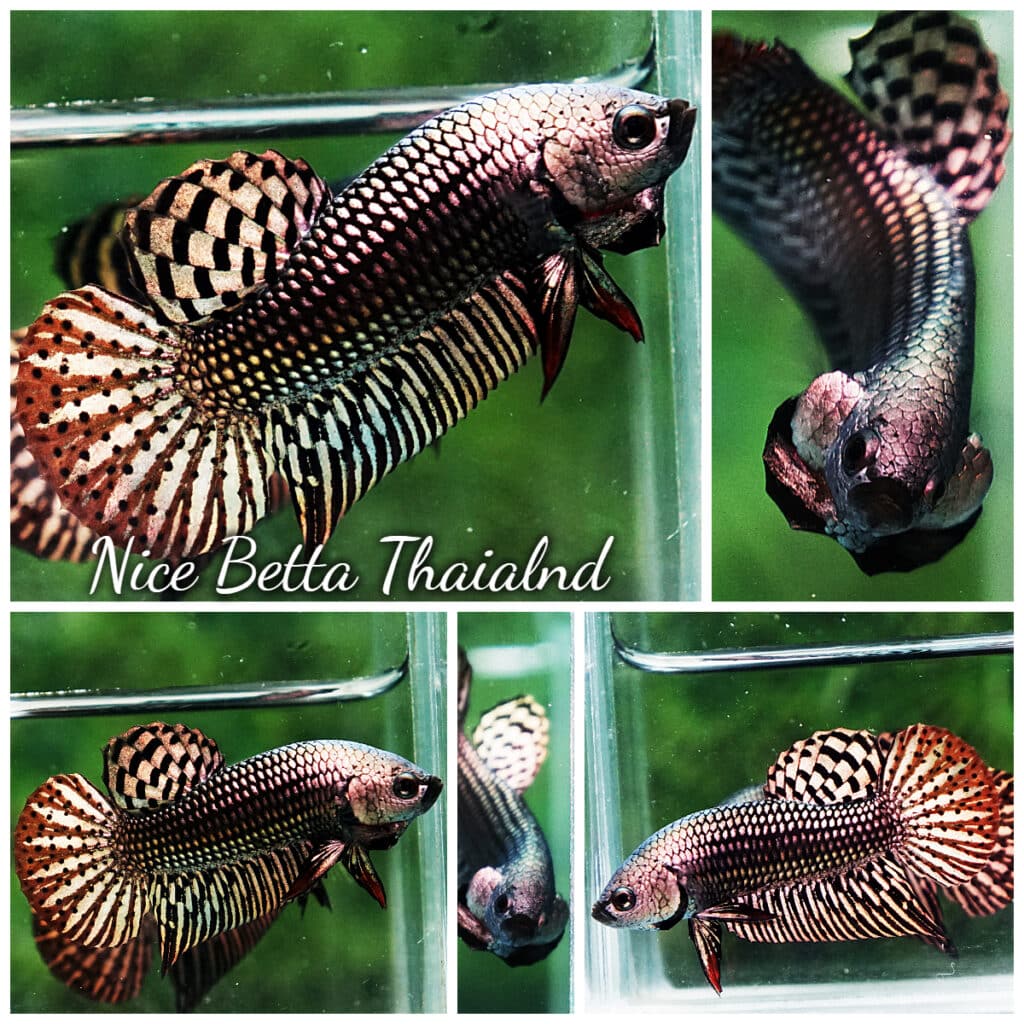 『AMAZING THAI BETTA』 Betta Fish For Sale From Thailand – Thailand Betta Fish
