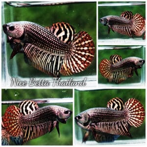 Betta fish Wild Hybrid Tiger Copper Gold Series