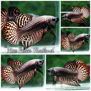 Betta fish Wild Hybrid Tiger Copper Gold Series