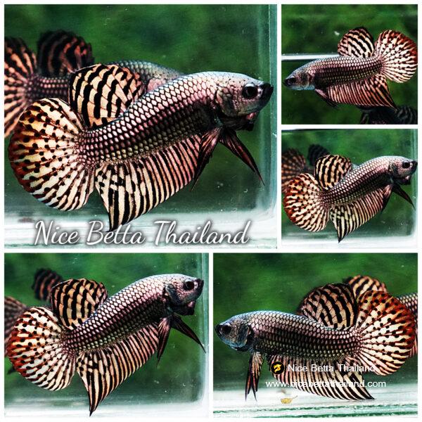 Betta fish Wild Hybrid Tiger Copper Gold Series