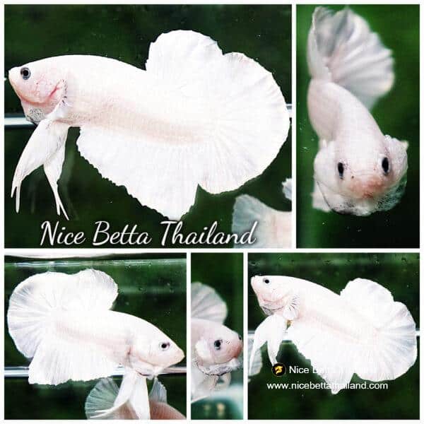 Betta fish HMPK Prince of The White