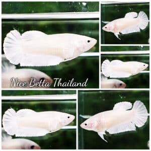 Betta fish Female HMPK White platinum