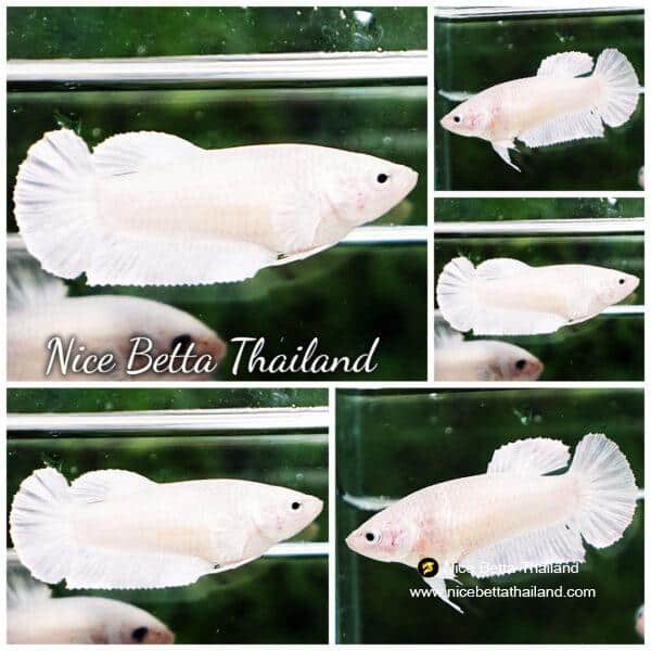 Betta fish Female HMPK White platinum